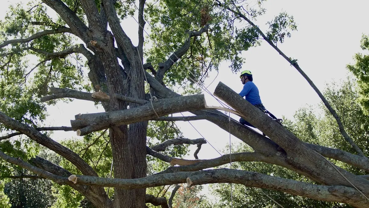 Professional Crown Thinning performed by certified arborists in Hansen